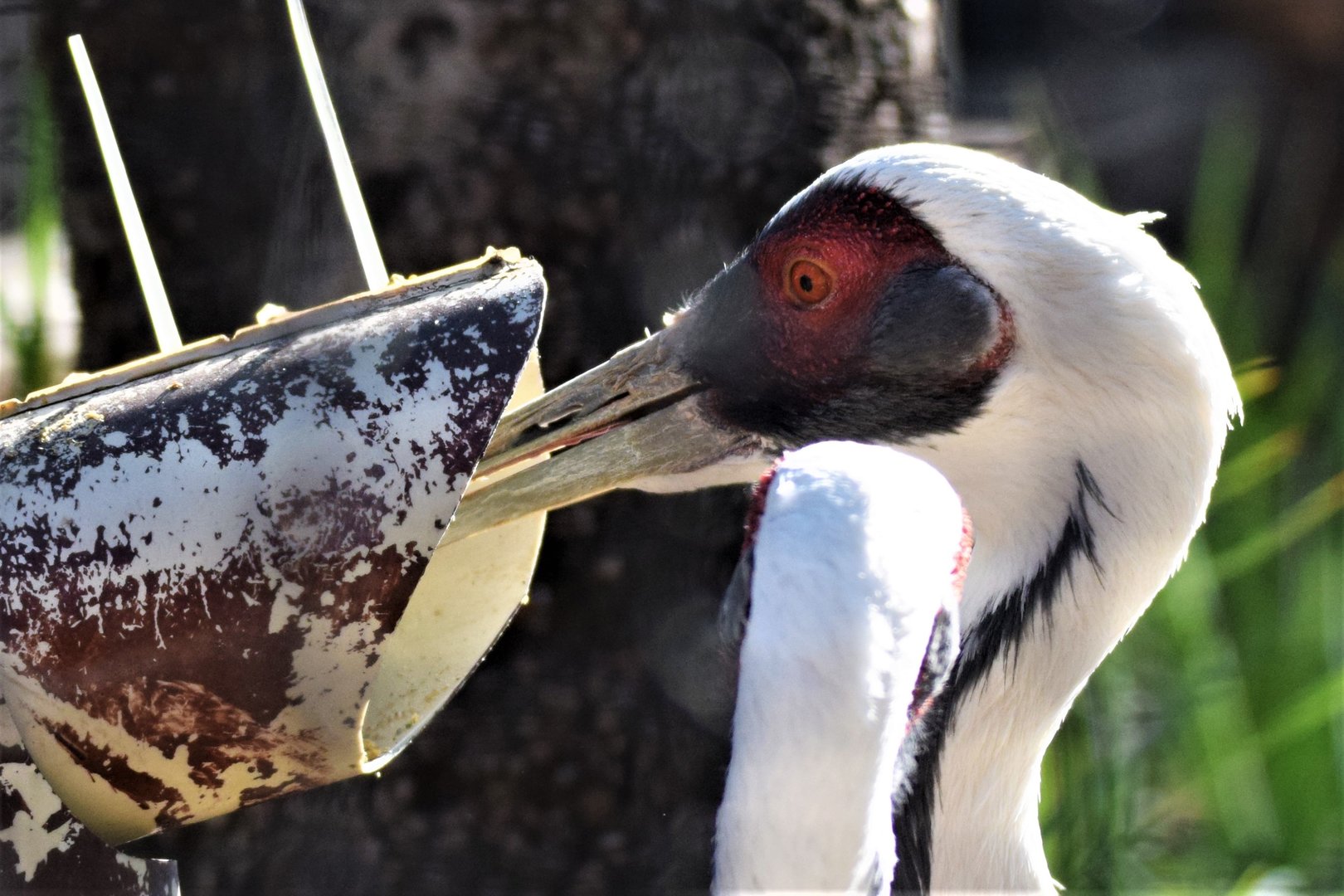 White-naped Crane (Antigone vipio)