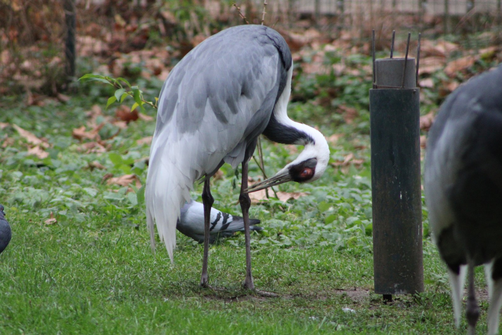 White-Naped Crane (Antigone vipio)