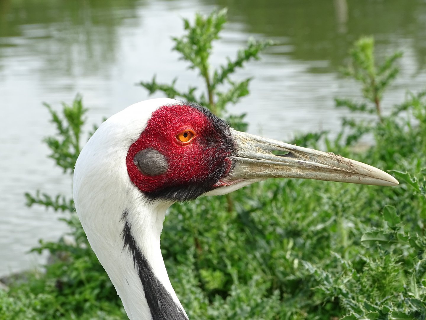 White-naped crane (Antigone vipio)