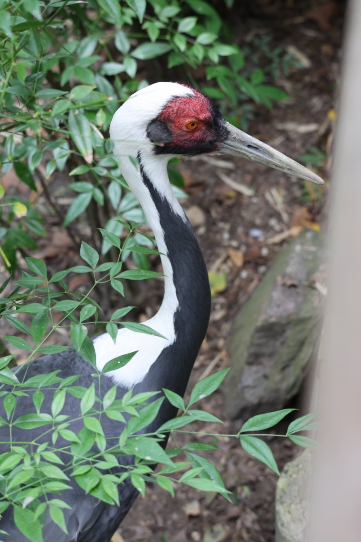 White-naped crane (Antigone vipio)