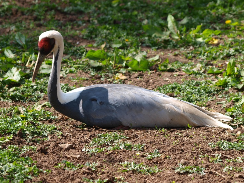 White-naped crane (April 19th, 2015)