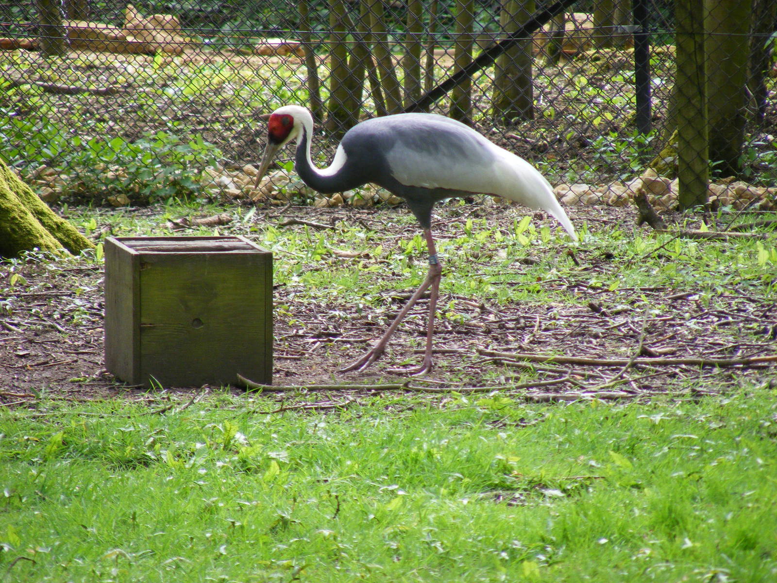 White-naped crane at Cotswold Wildlife Park, 3 May 2010