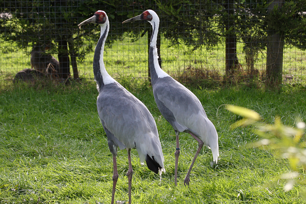 White-Naped Crane at Peak Wildlife Park 4/9/15