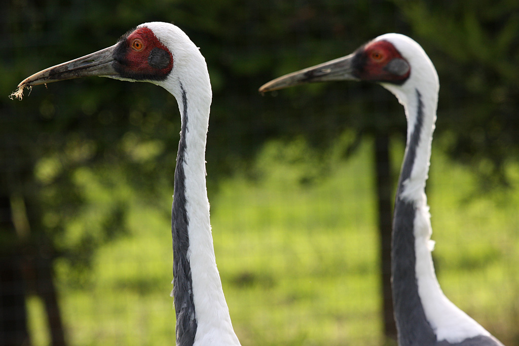 White-Naped Crane at Peak Wildlife Park 4/9/15