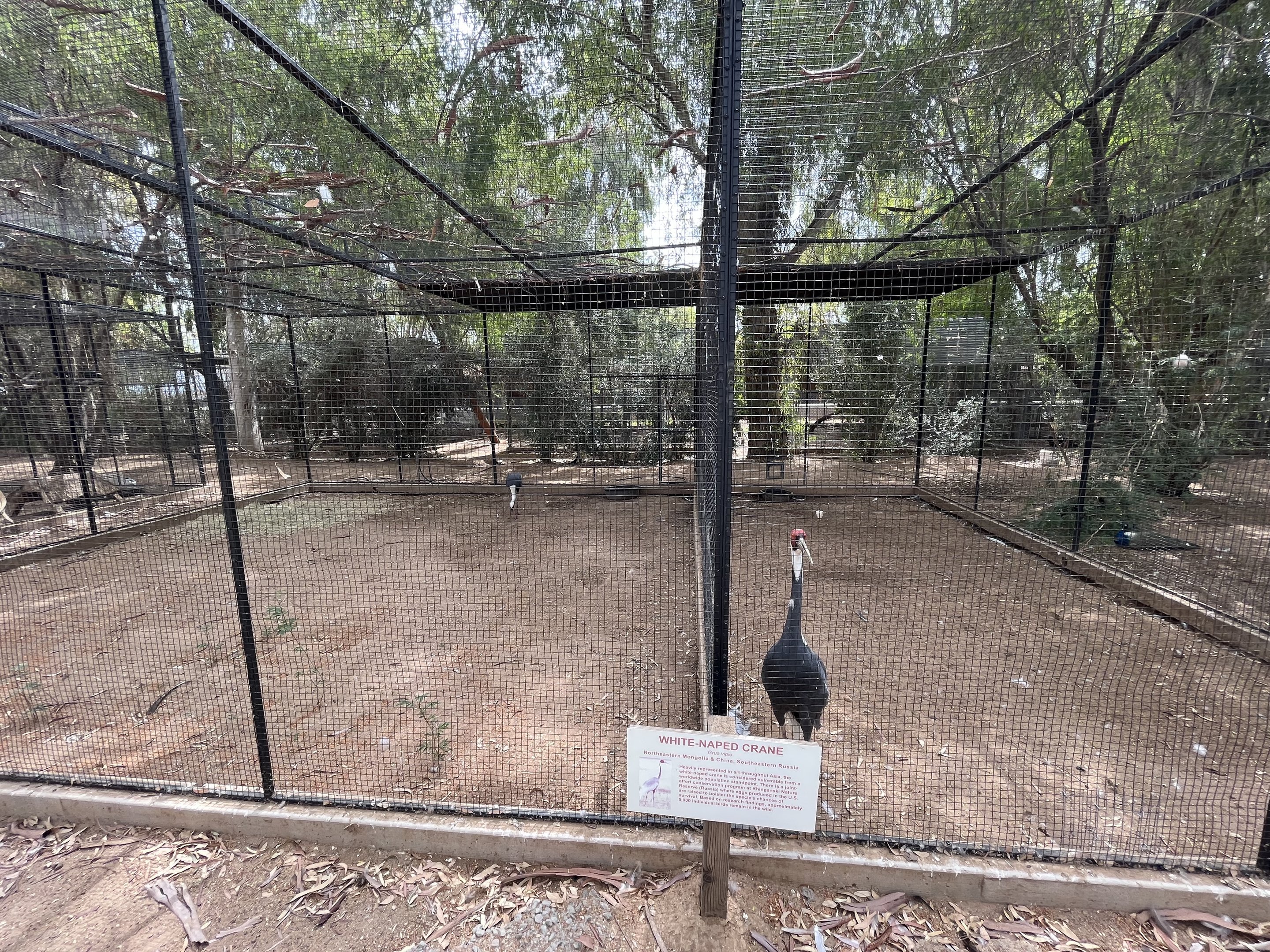 White-naped Crane Aviary