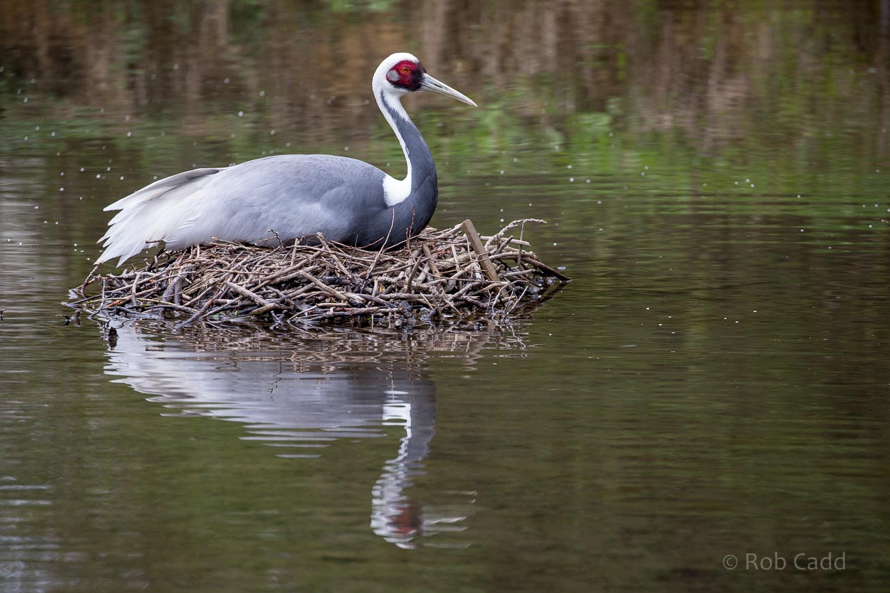White-naped crane : Birdland : 19 Apr 2015