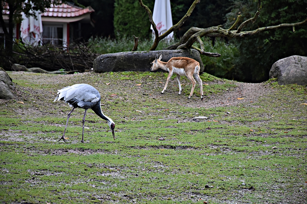 White-naped crane & Blackbuck