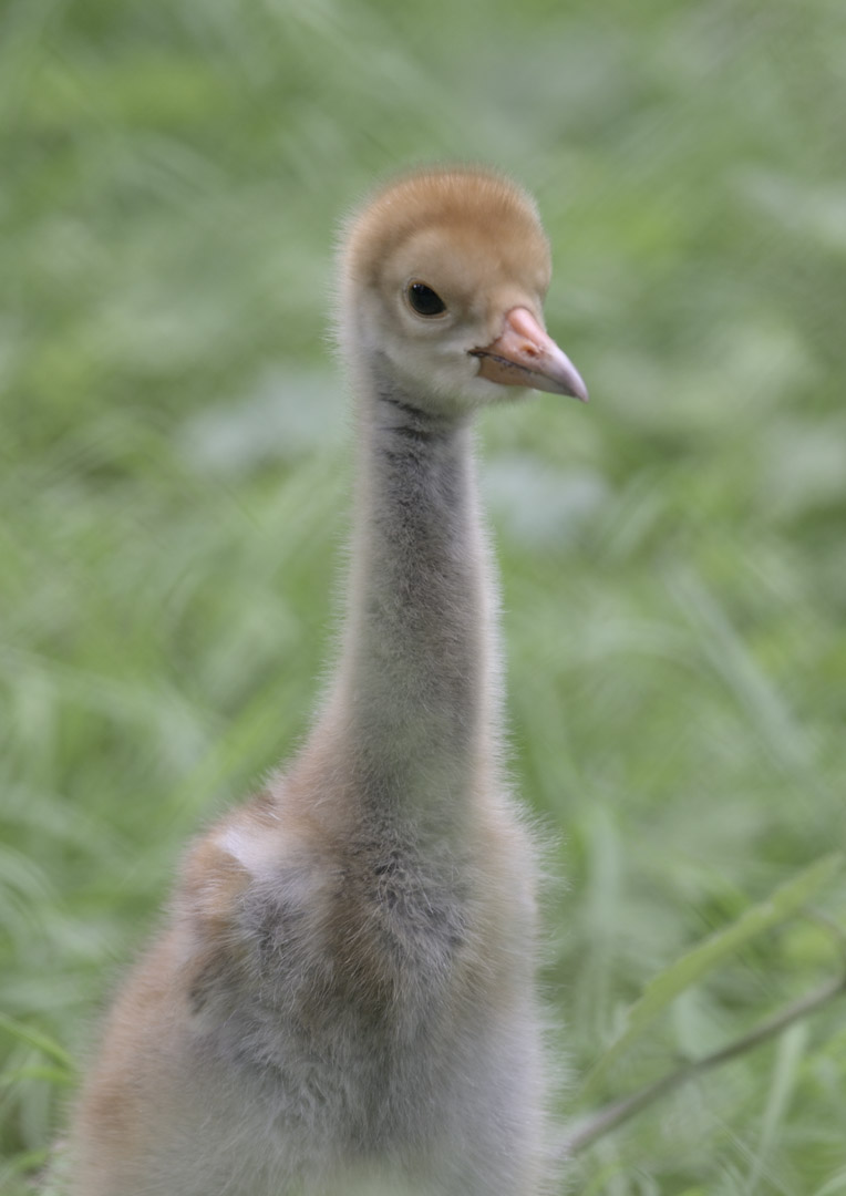 White-naped crane chick