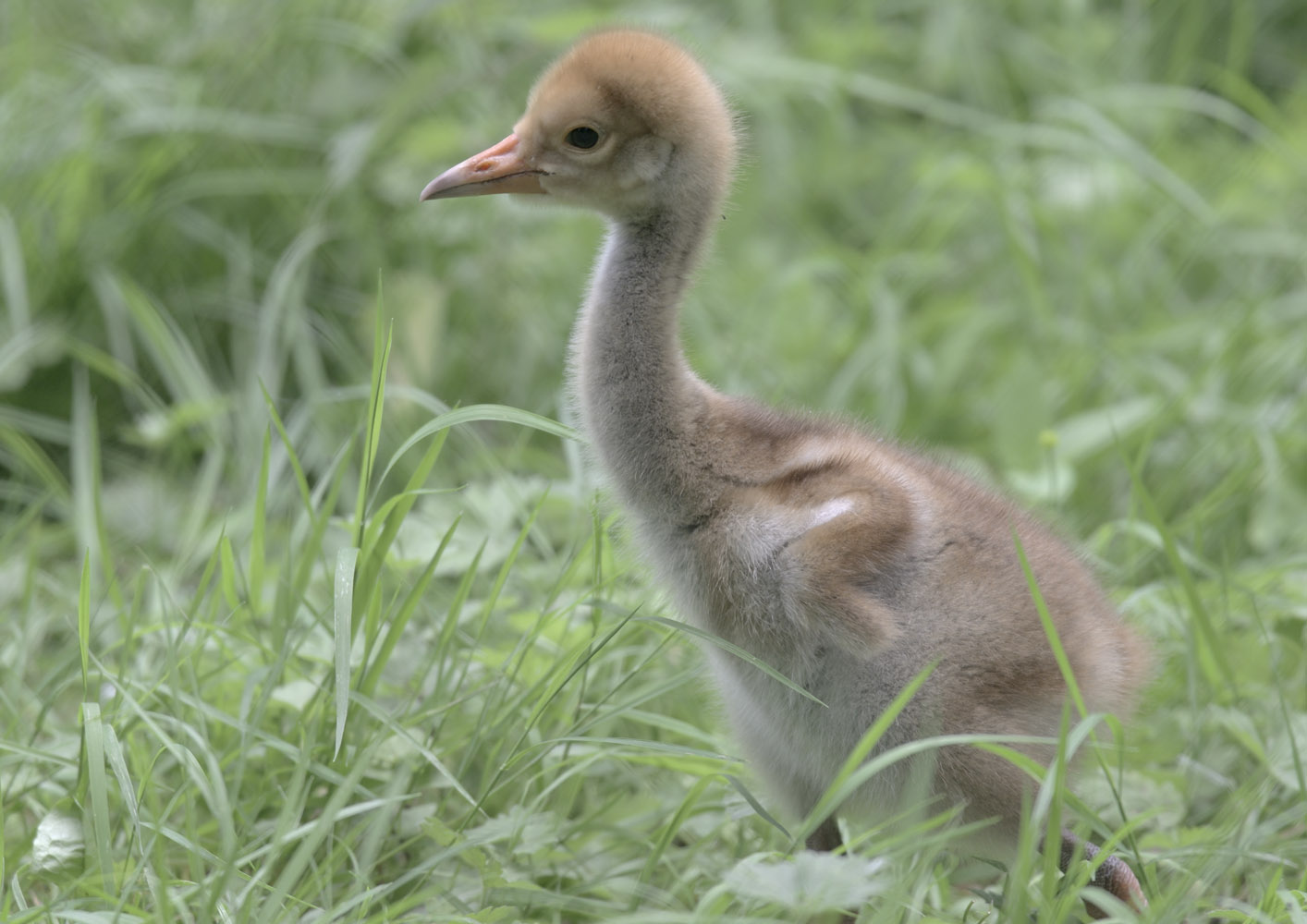 White-naped crane chick