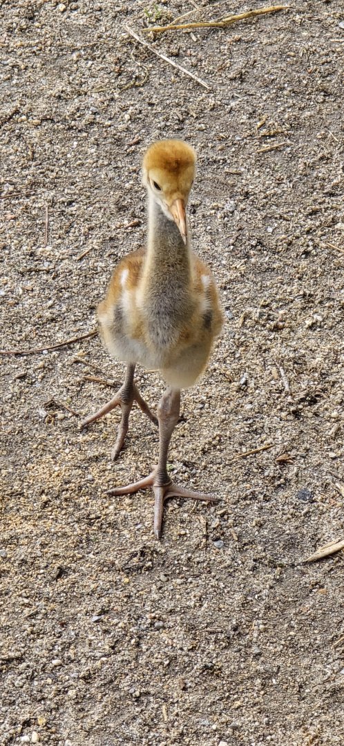 White naped  crane chick