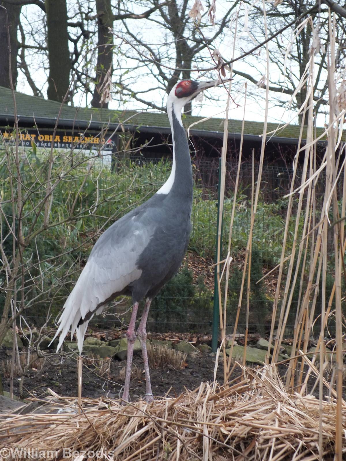 White-naped Crane - Chinese Garden