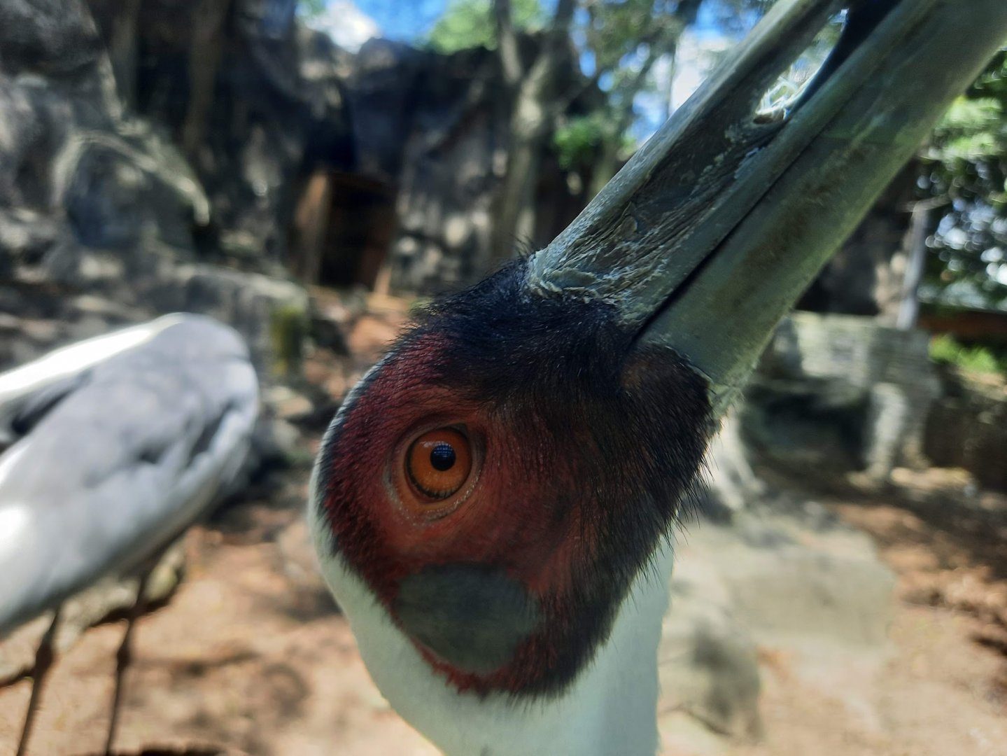 White Naped Crane Close Up