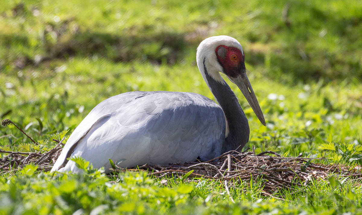 White-naped crane : Cotswold WP : 12 Apr 2015