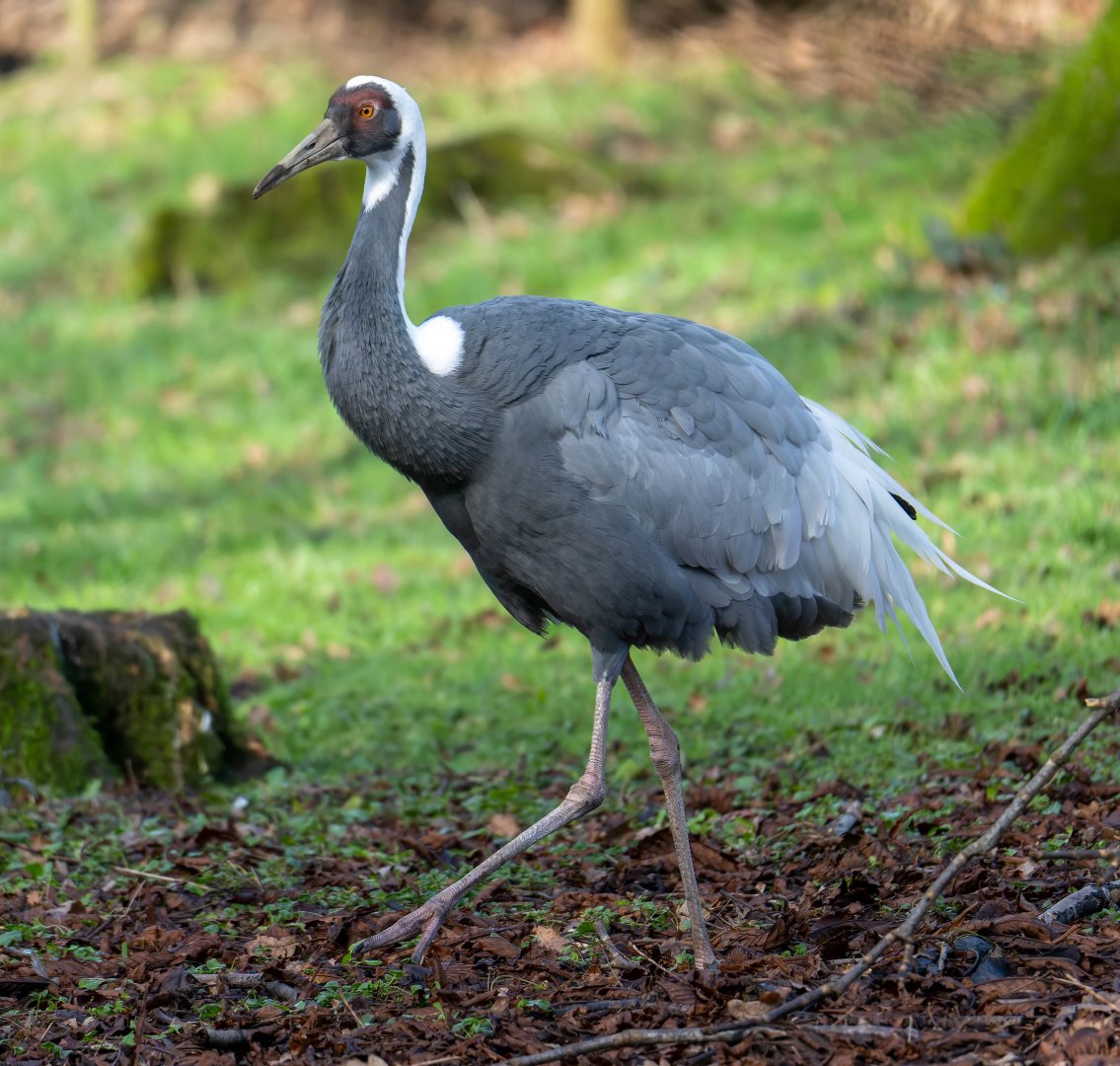 White naped crane, CWP, UK