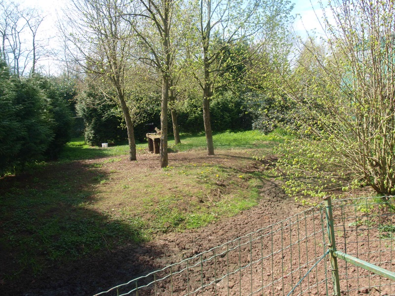 White-naped crane enclosure (April 19th, 2015)