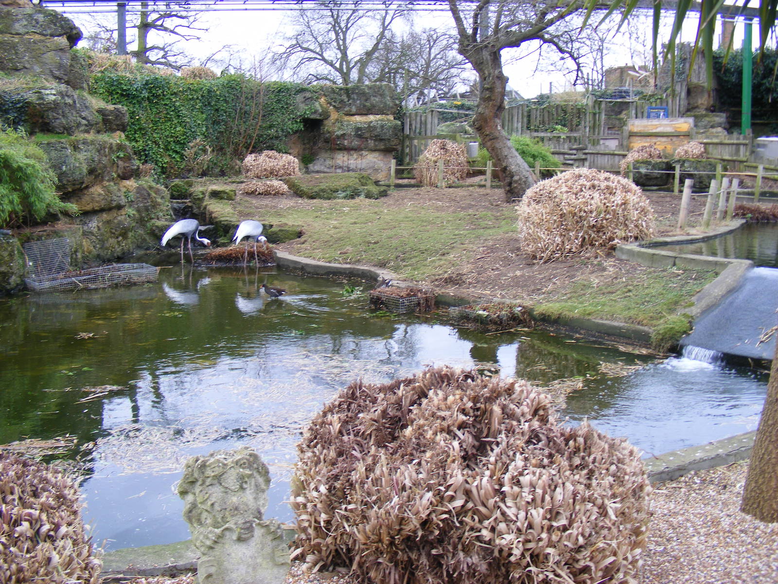 White-naped crane enclosure at Chessington Zoo, 6 February 2011
