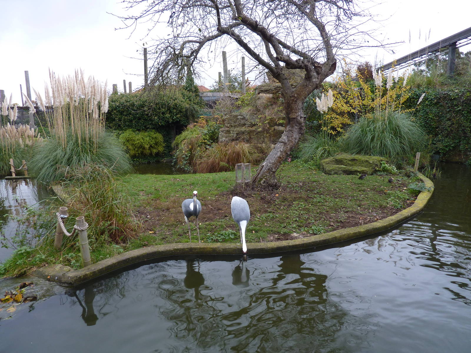 White-naped crane enclosure