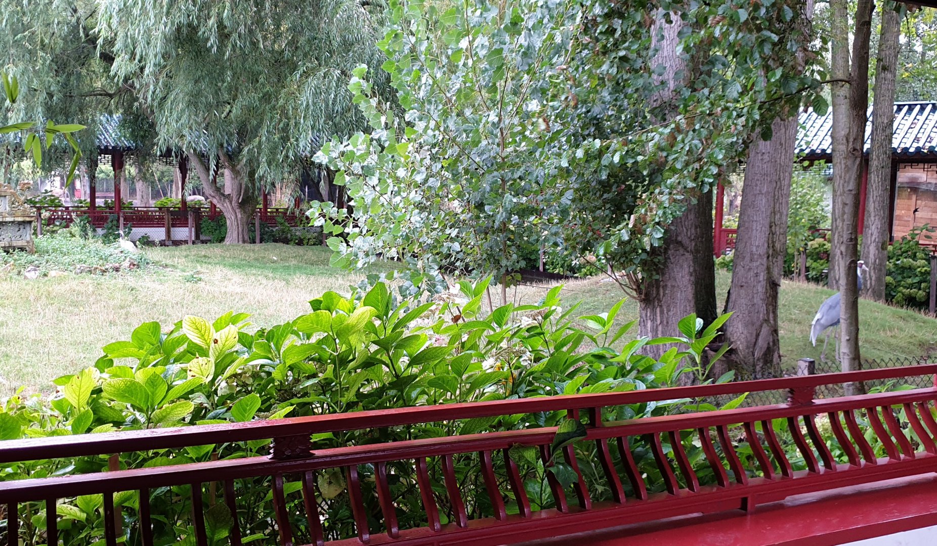 White-naped crane enclosure