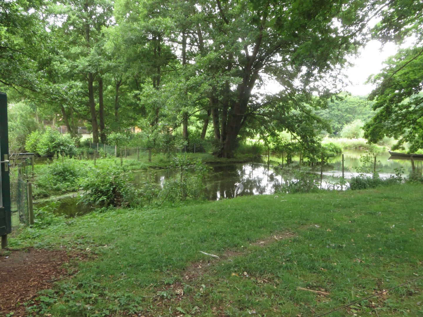 White-naped Crane enclosure