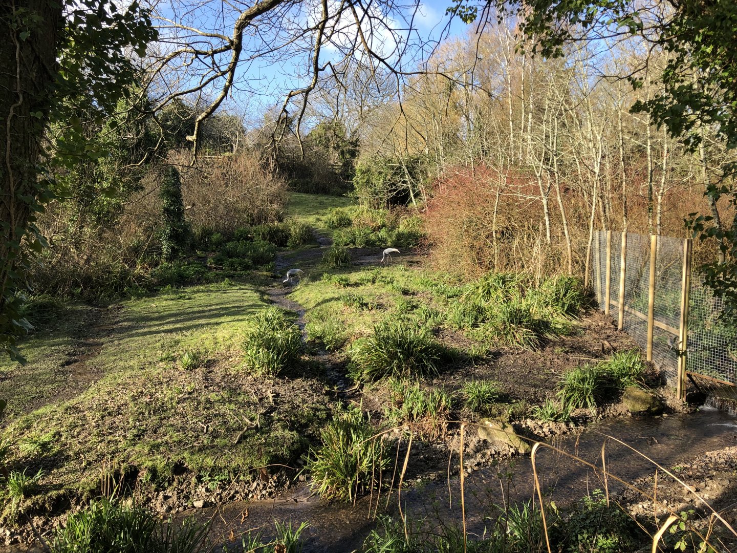 White-Naped Crane Enclosure