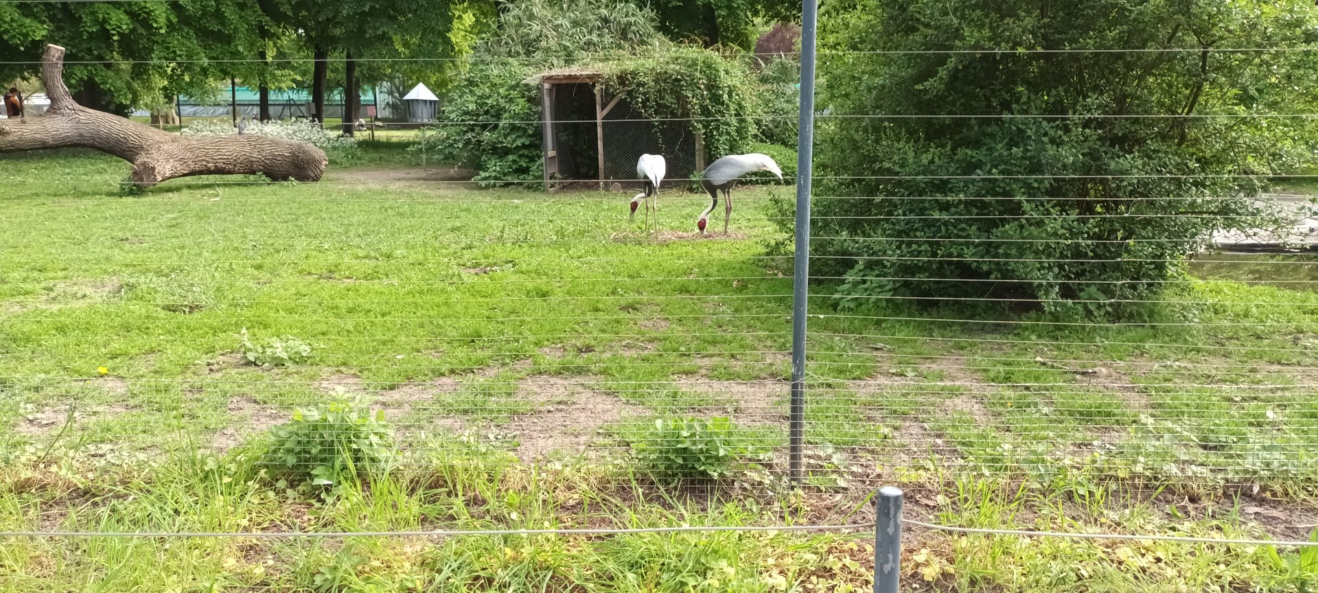 White naped Crane Enclosure