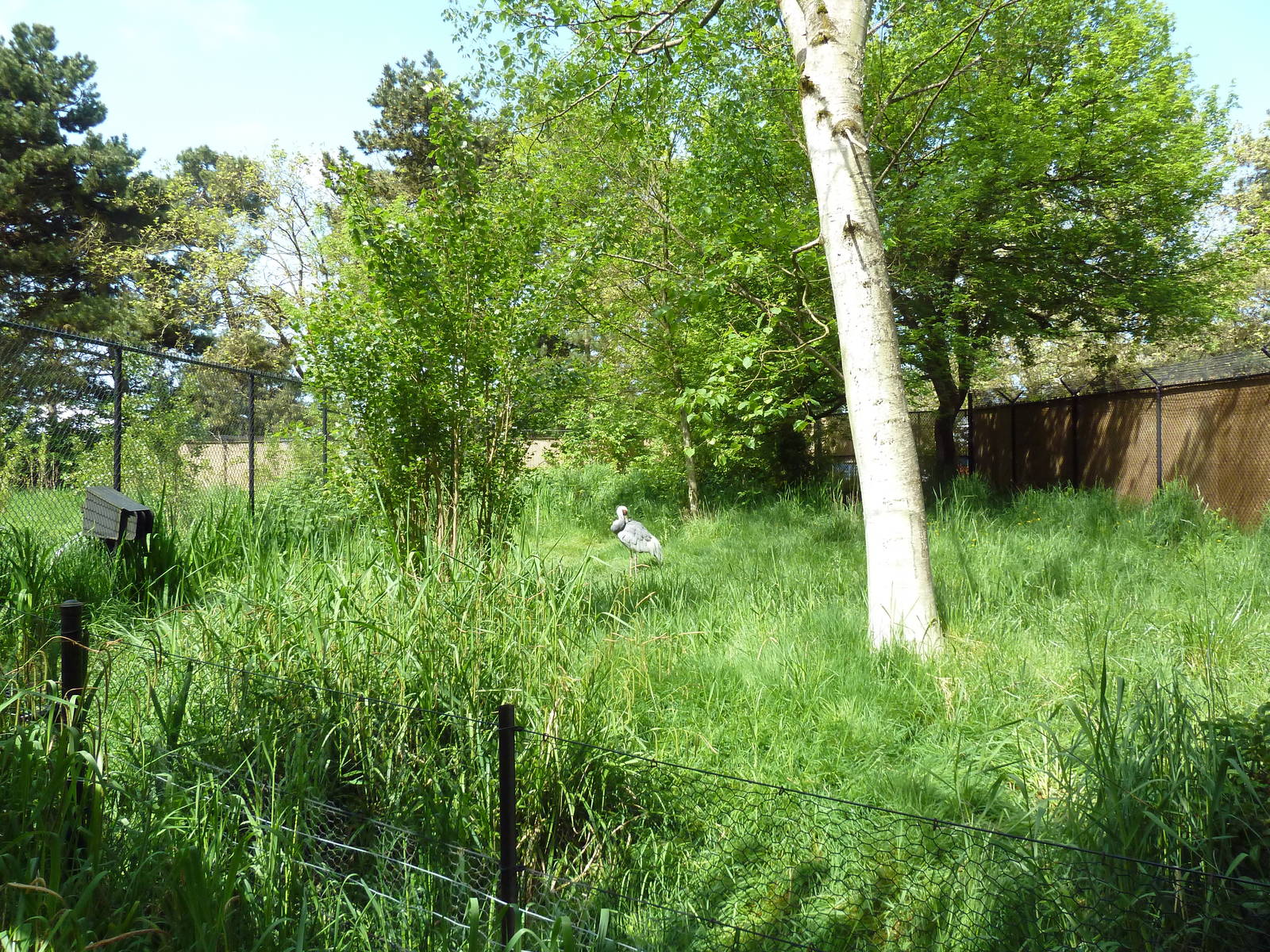 White-Naped Crane Exhibit #1