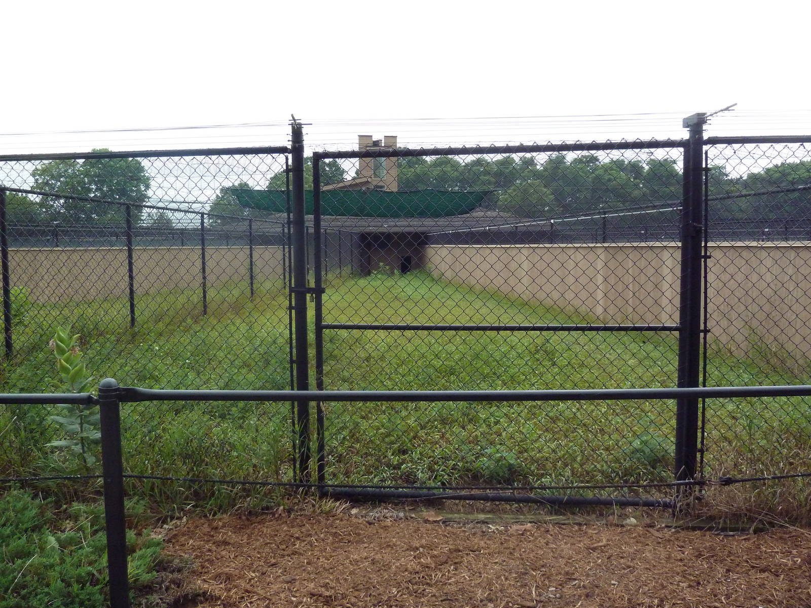 White-Naped Crane Exhibit #1