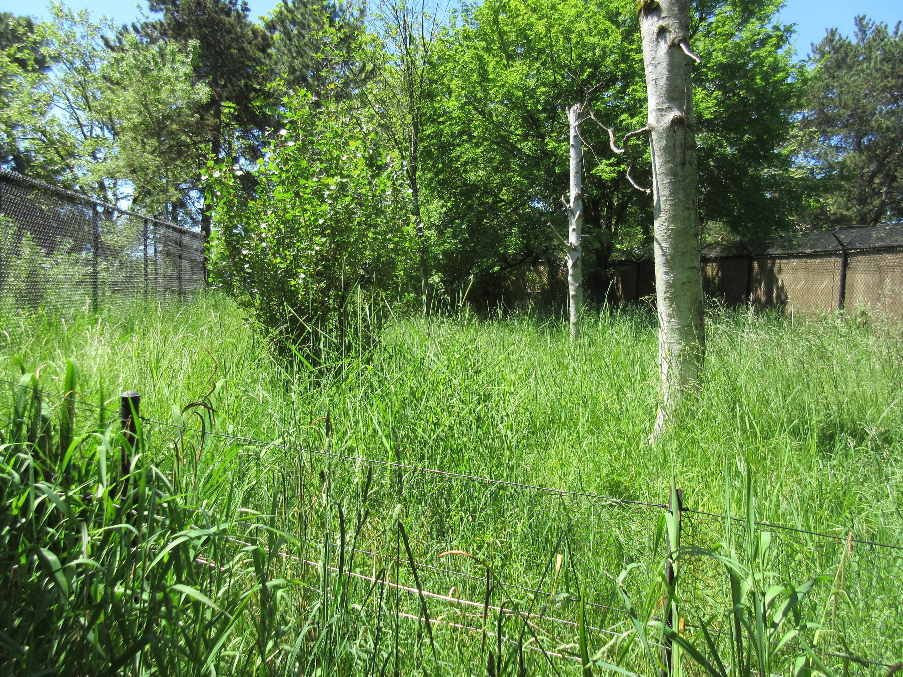 White-Naped Crane Exhibit (1st of 2 exhibits)