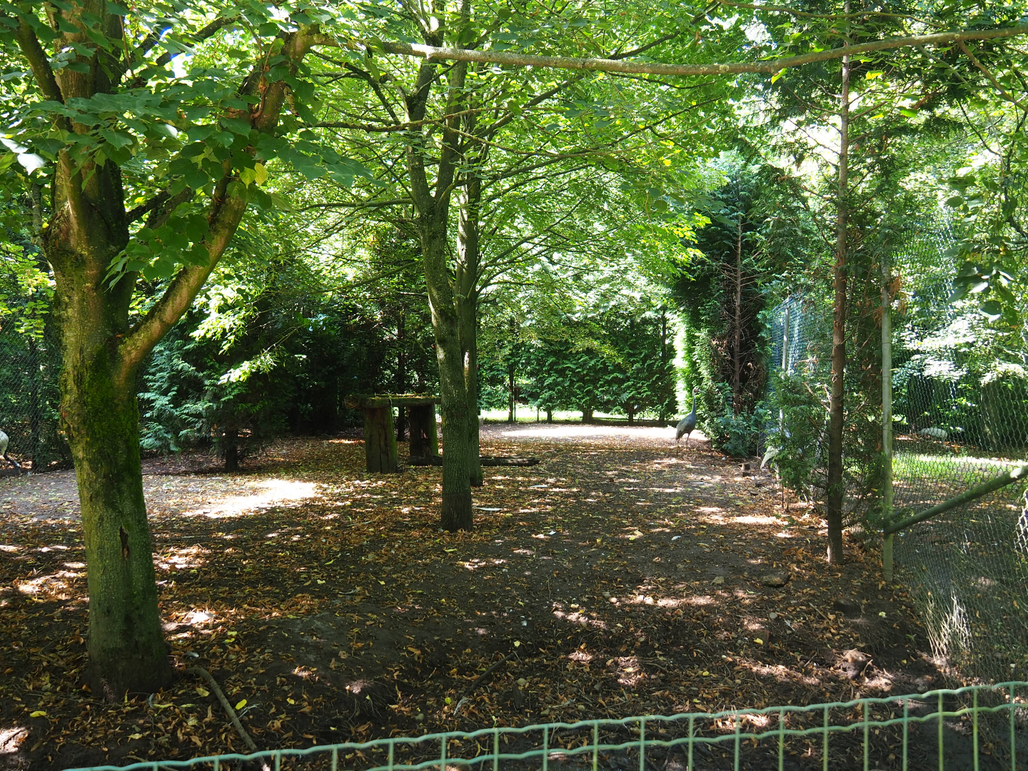 White-naped crane exhibit, 2019-08-04
