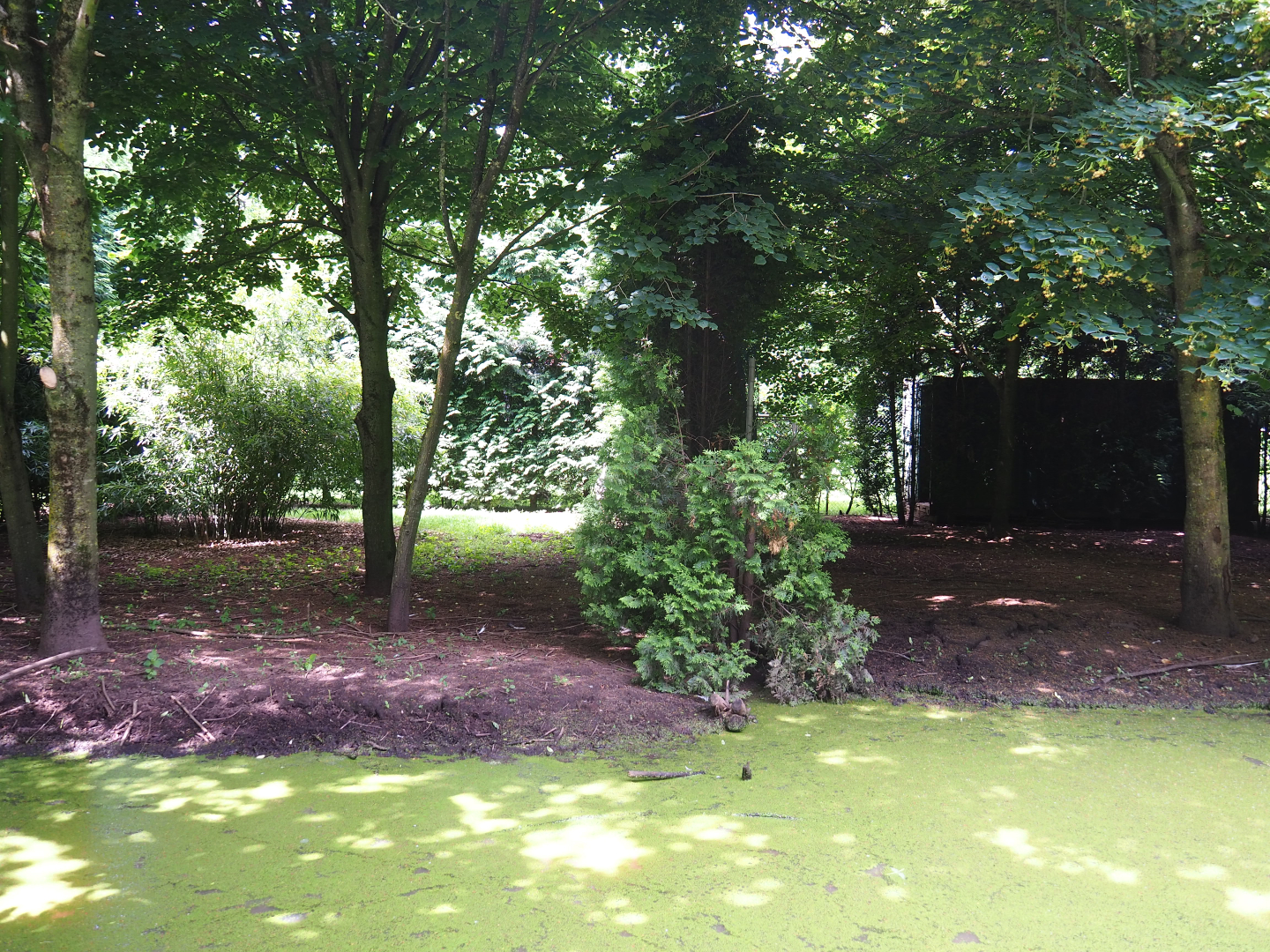 White-naped crane exhibit, 2020-06-20