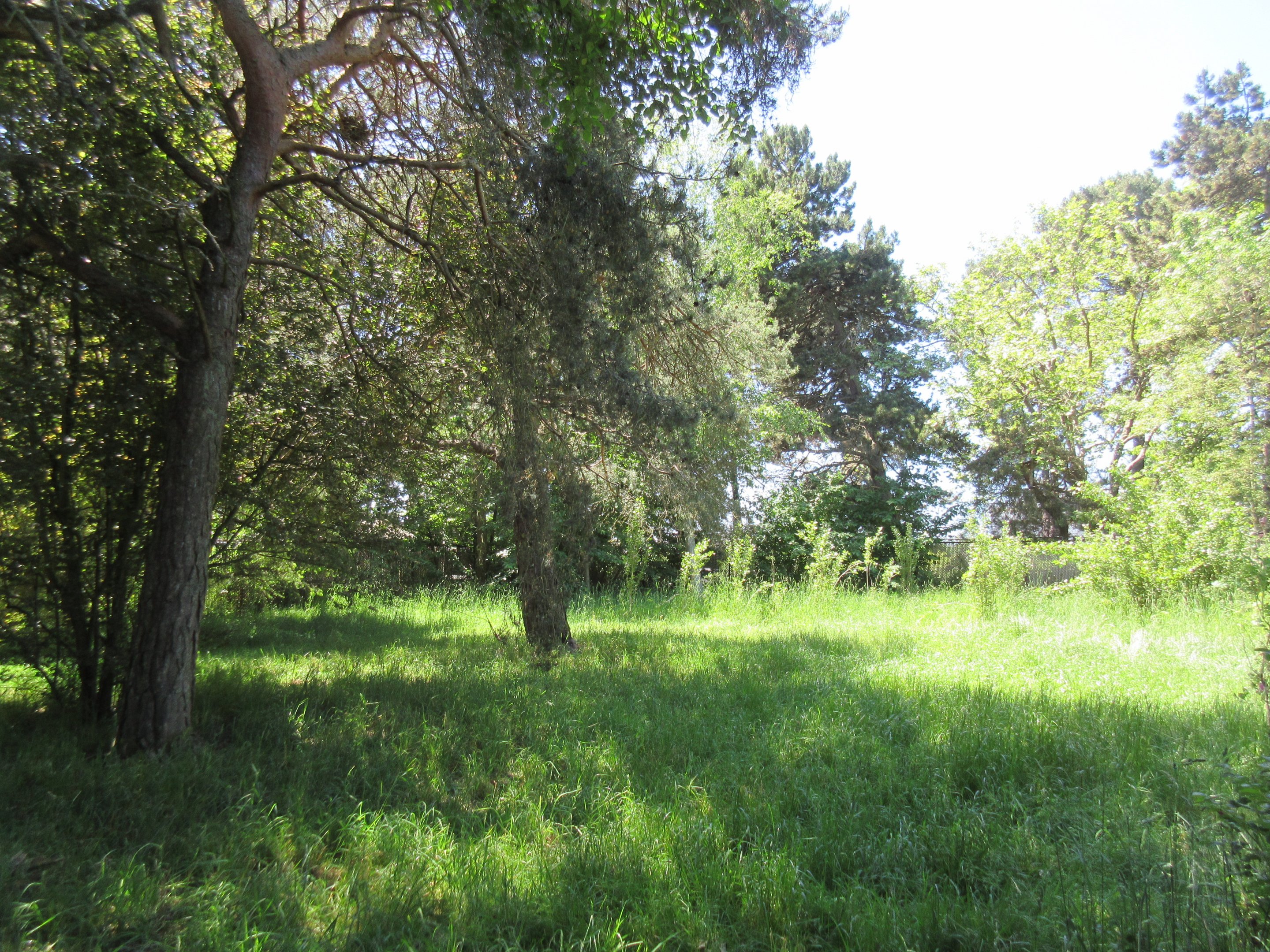 White-Naped Crane Exhibit (2nd of 2 exhibits)
