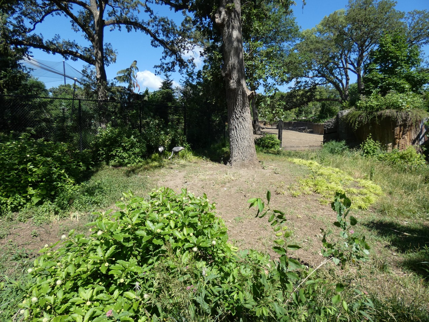 White-naped Crane Exhibit, Asian Highlands - Jun. 2021