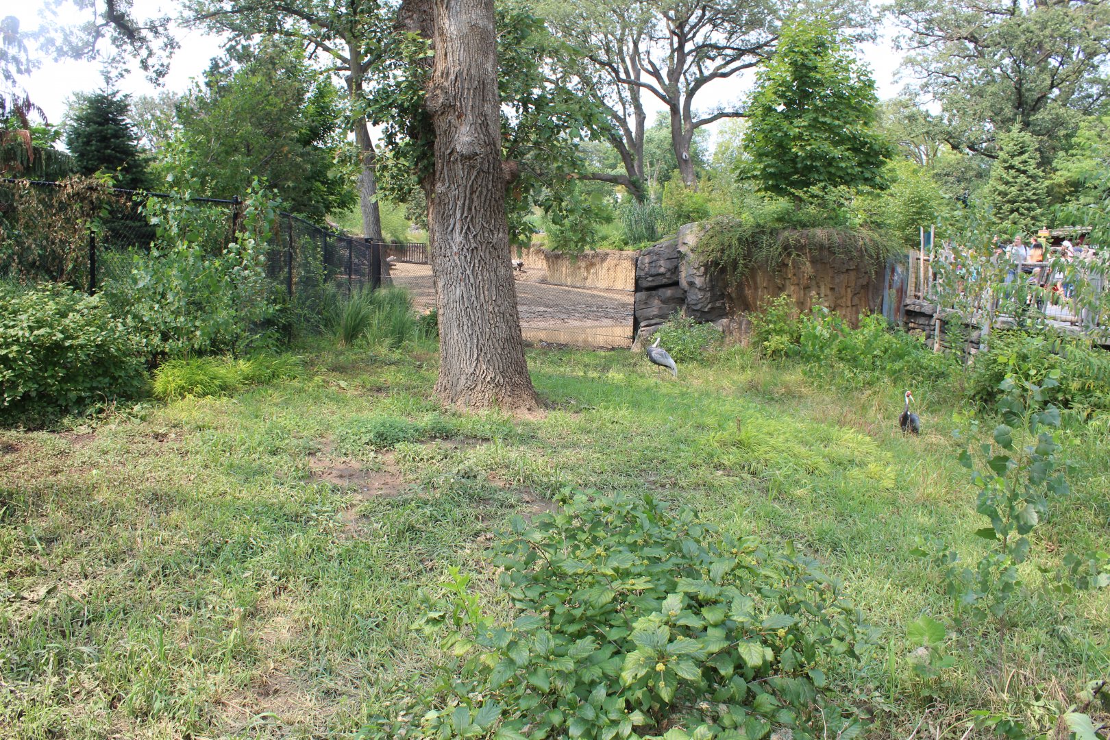White-Naped Crane Exhibit - Asian Highlands