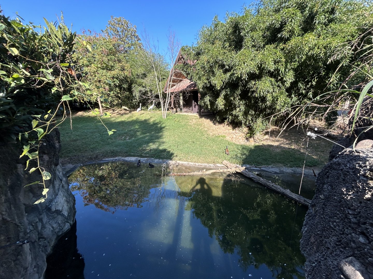 White-naped Crane Exhibit - Asian Trek