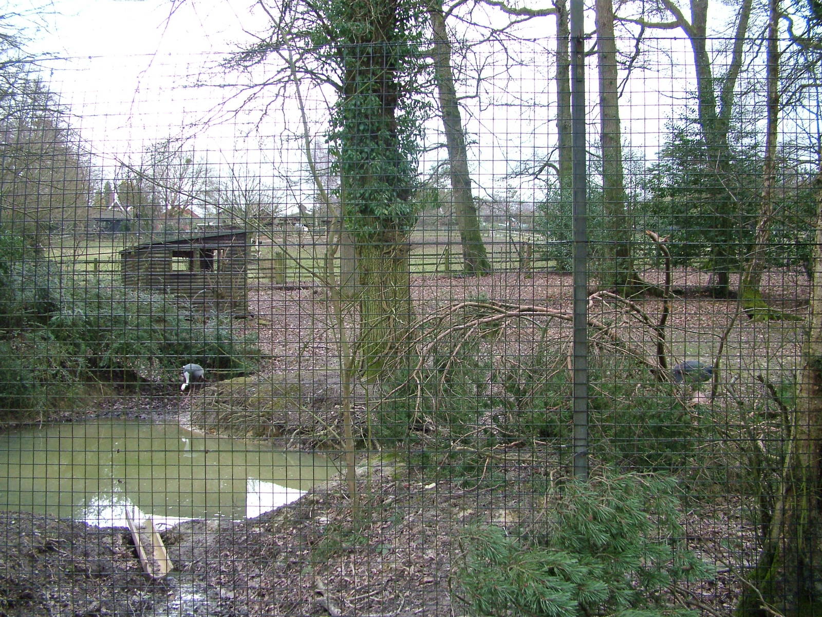 White-naped Crane exhibit at Tilgate Nature Centre 14/03/10