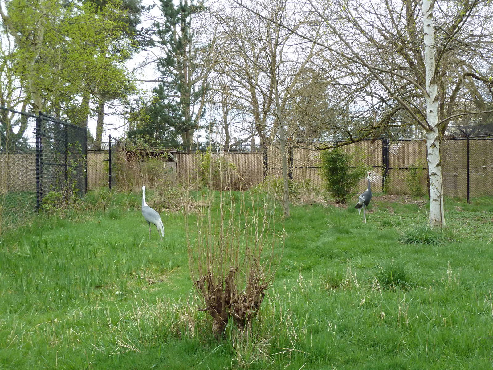 White-Naped Crane Exhibit