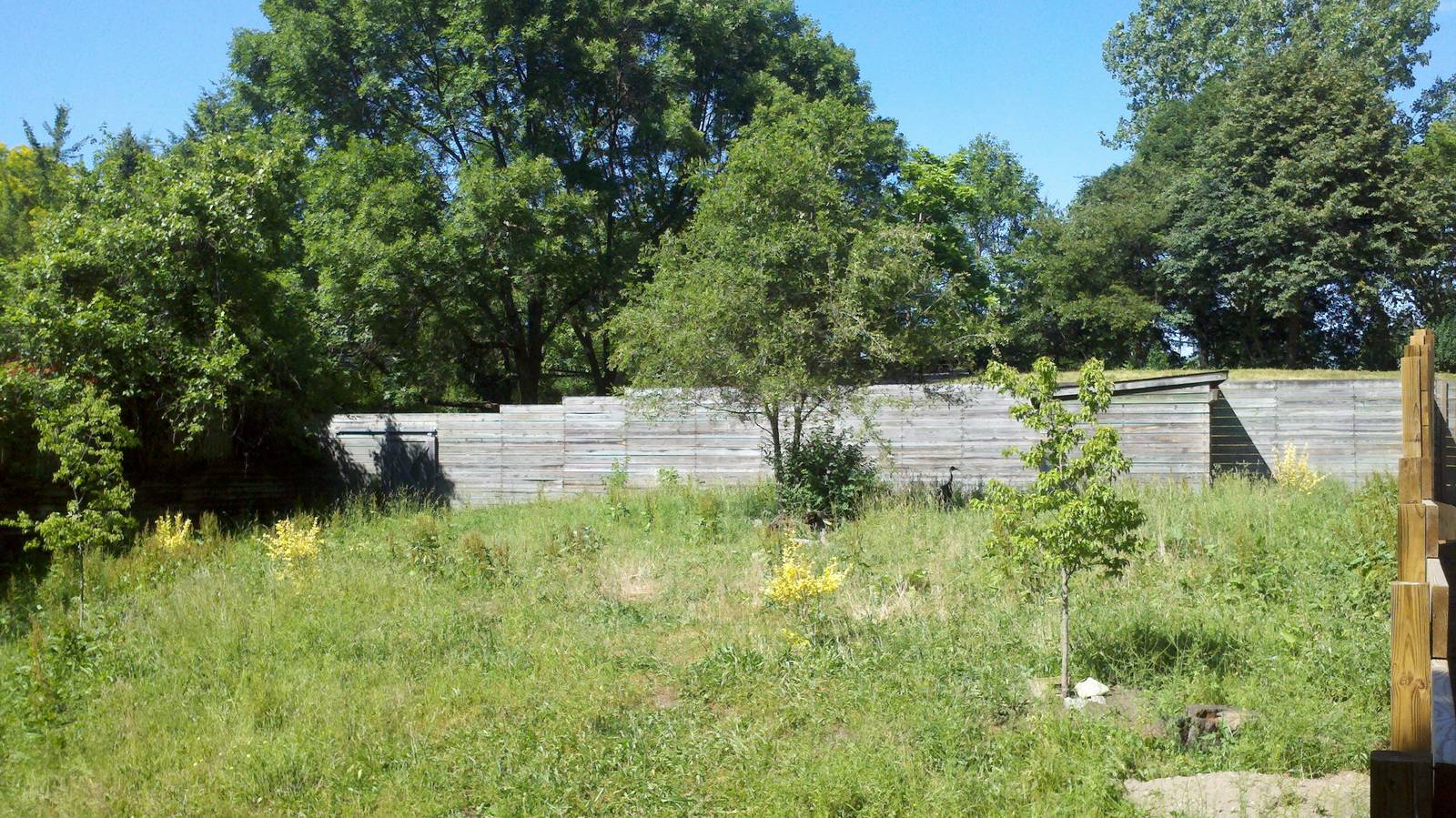 white-naped crane exhibit