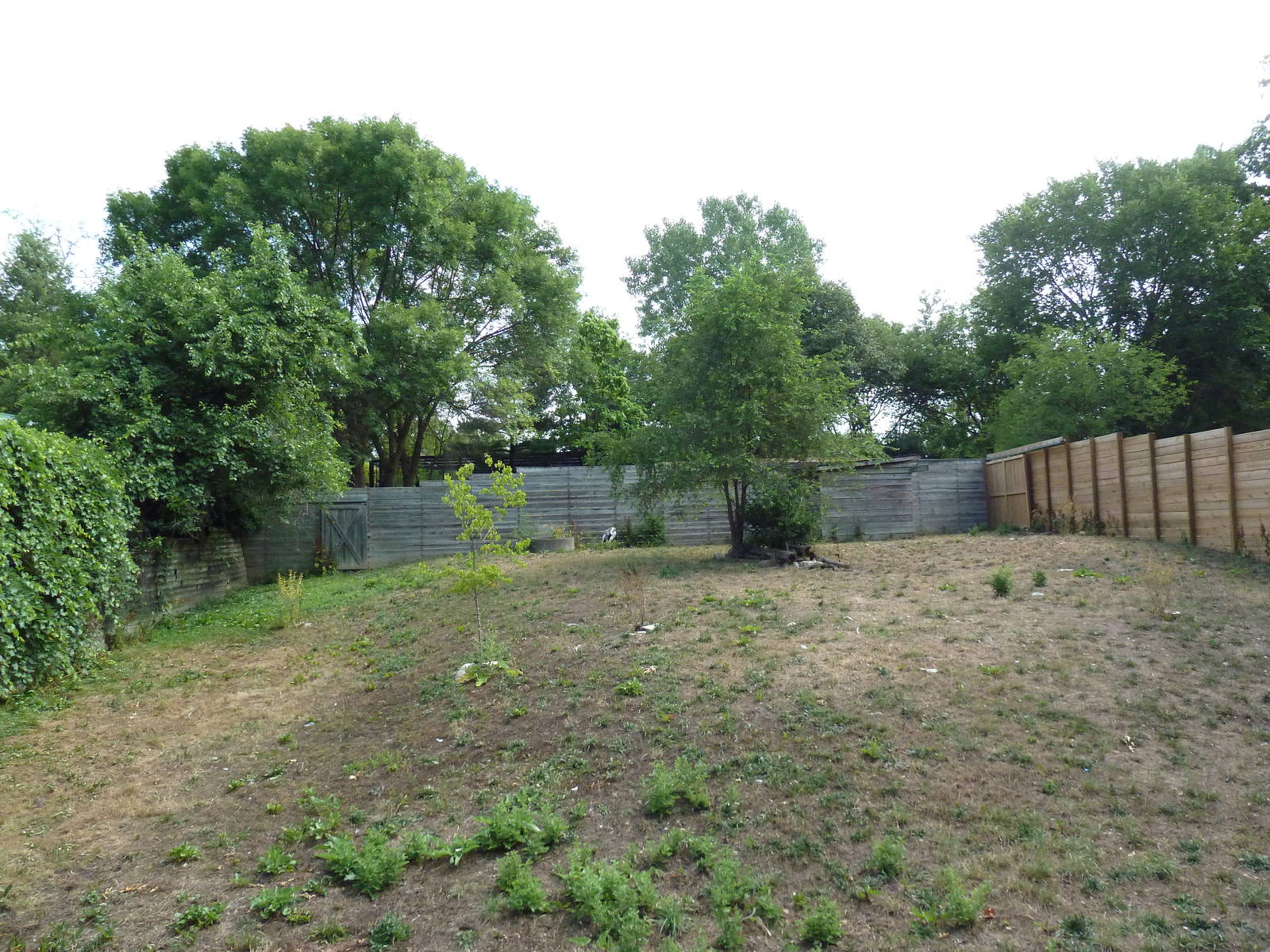 White-Naped Crane Exhibit