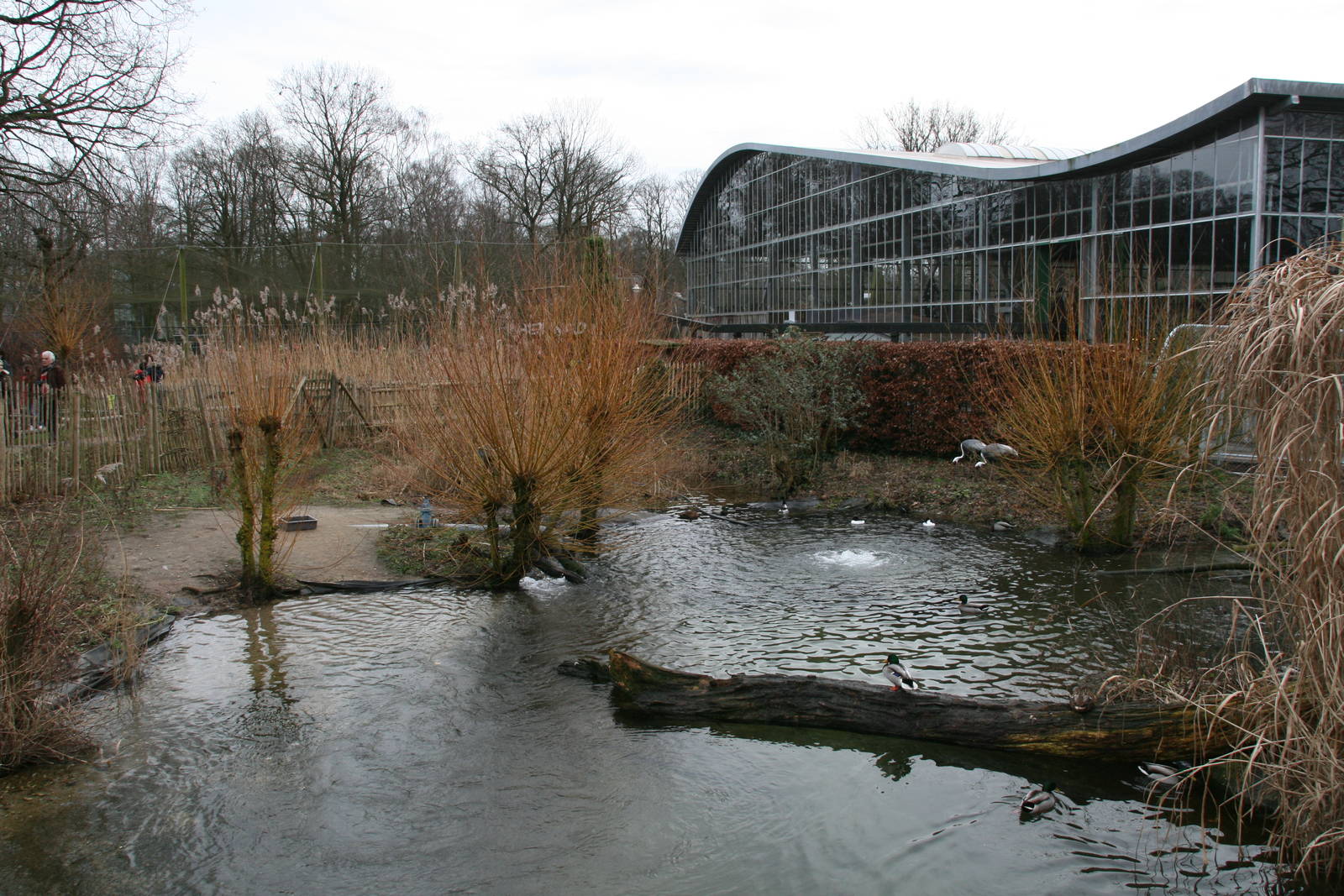 White-naped Crane exhibit