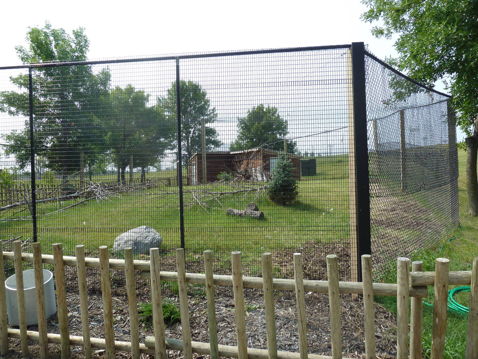 White-Naped Crane Exhibit