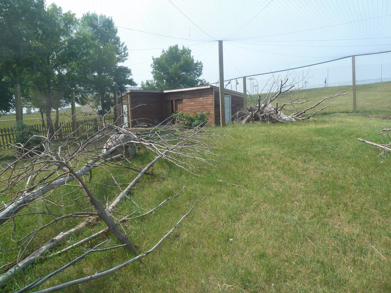 White-Naped Crane Exhibit