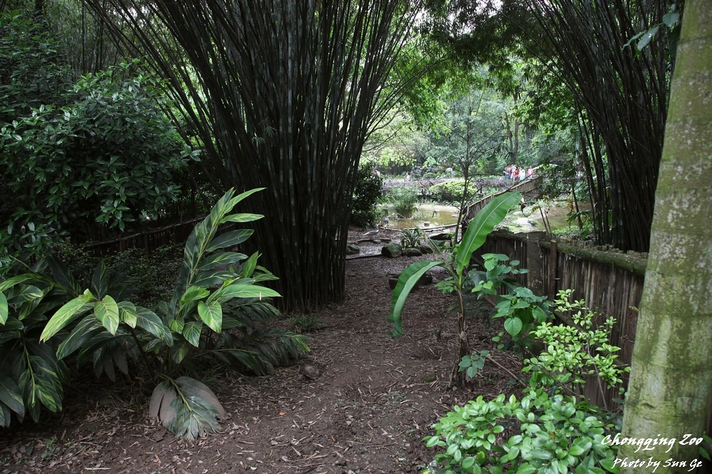 White-naped Crane exhibit