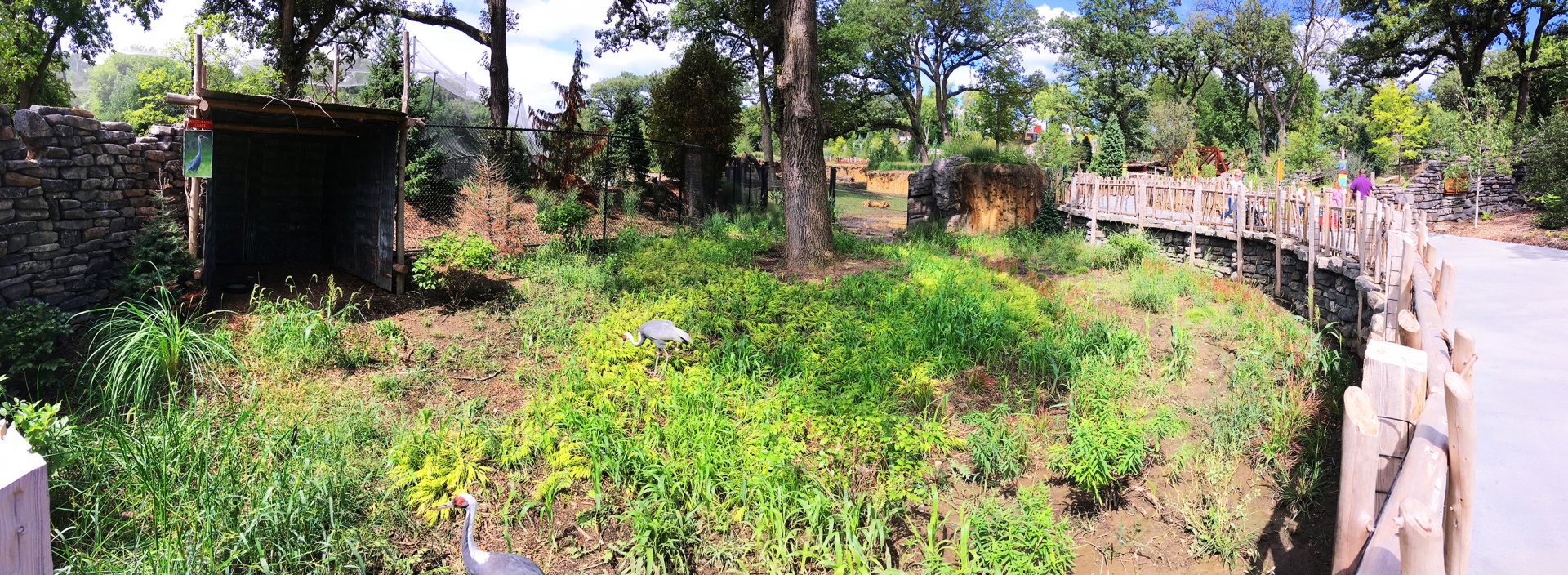 White-Naped Crane Exhibit