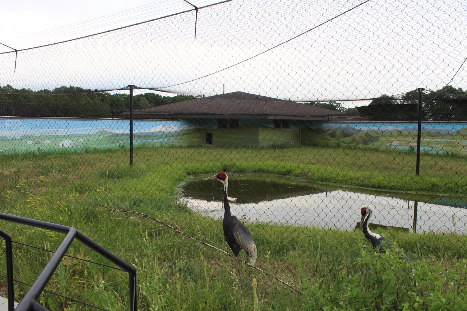 White Naped Crane Exhibit