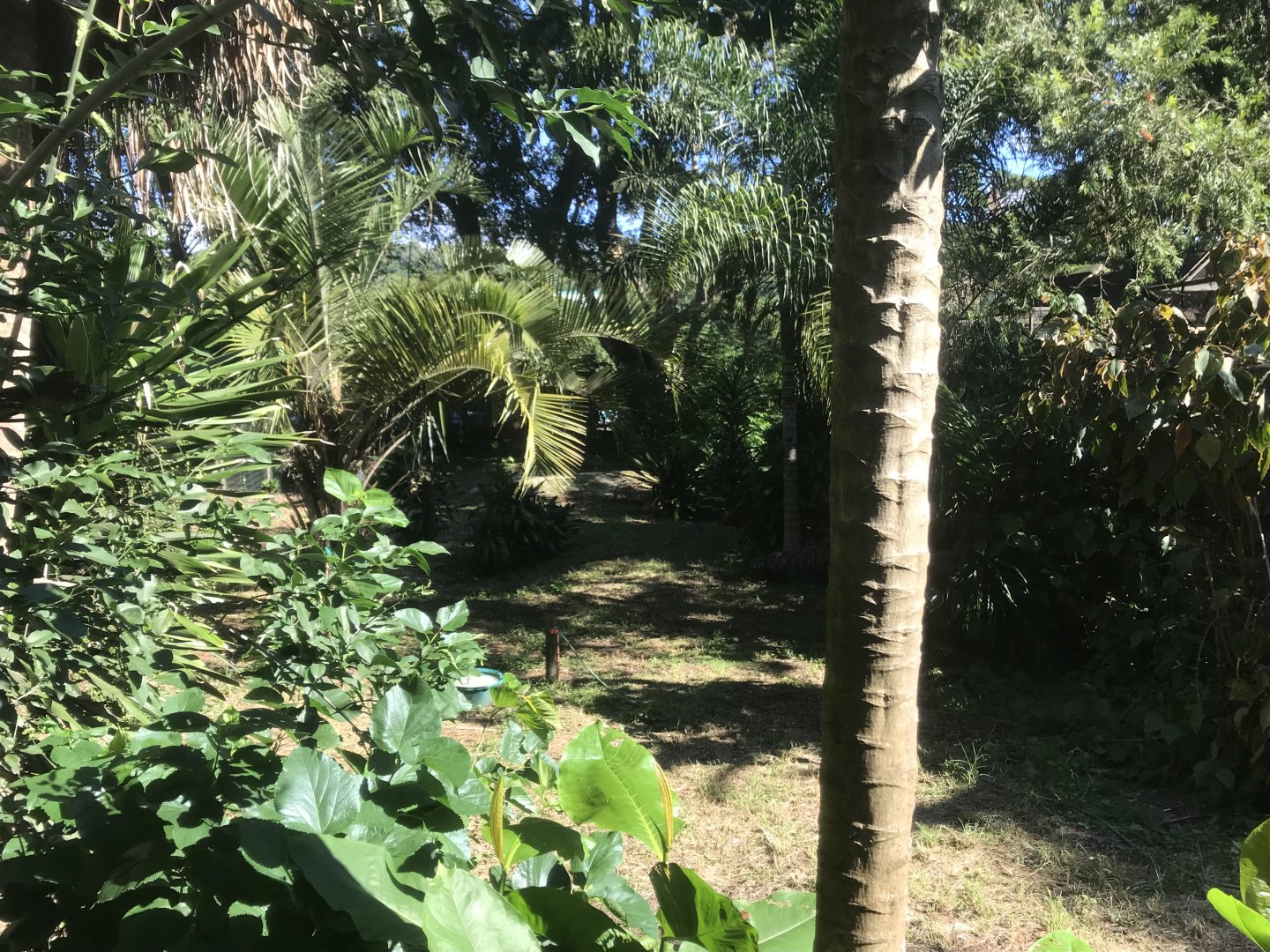 White-Naped Crane Exhibit