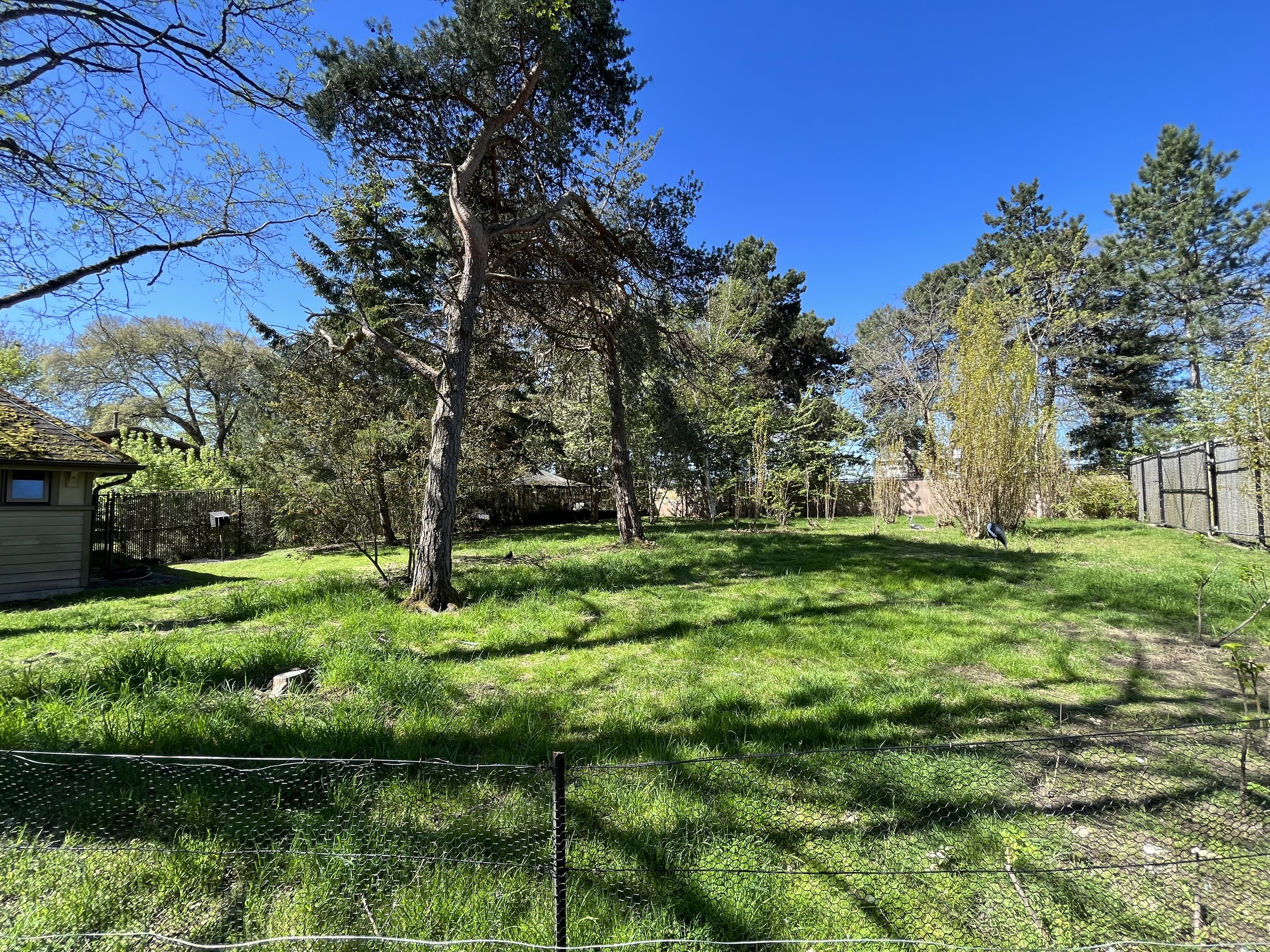 White-naped Crane Exhibit