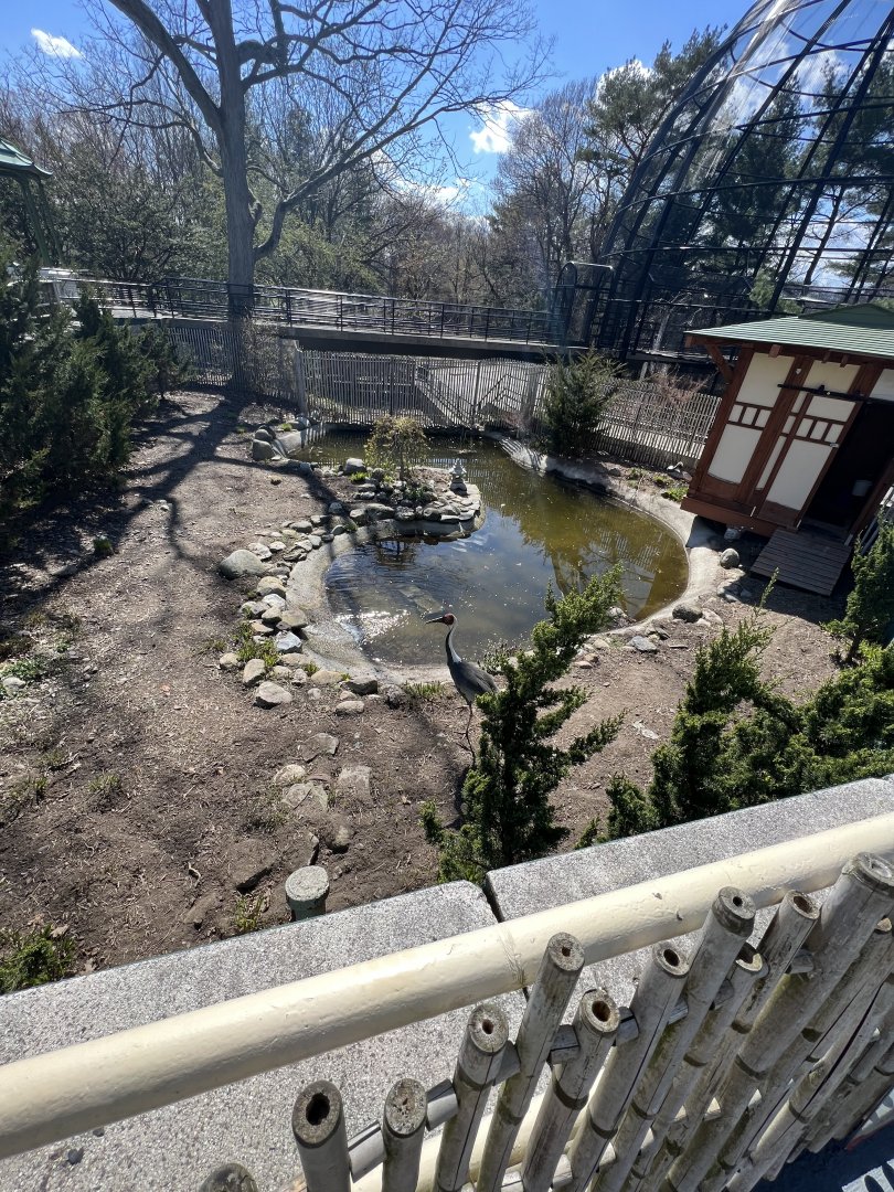 White-Naped Crane Exhibit