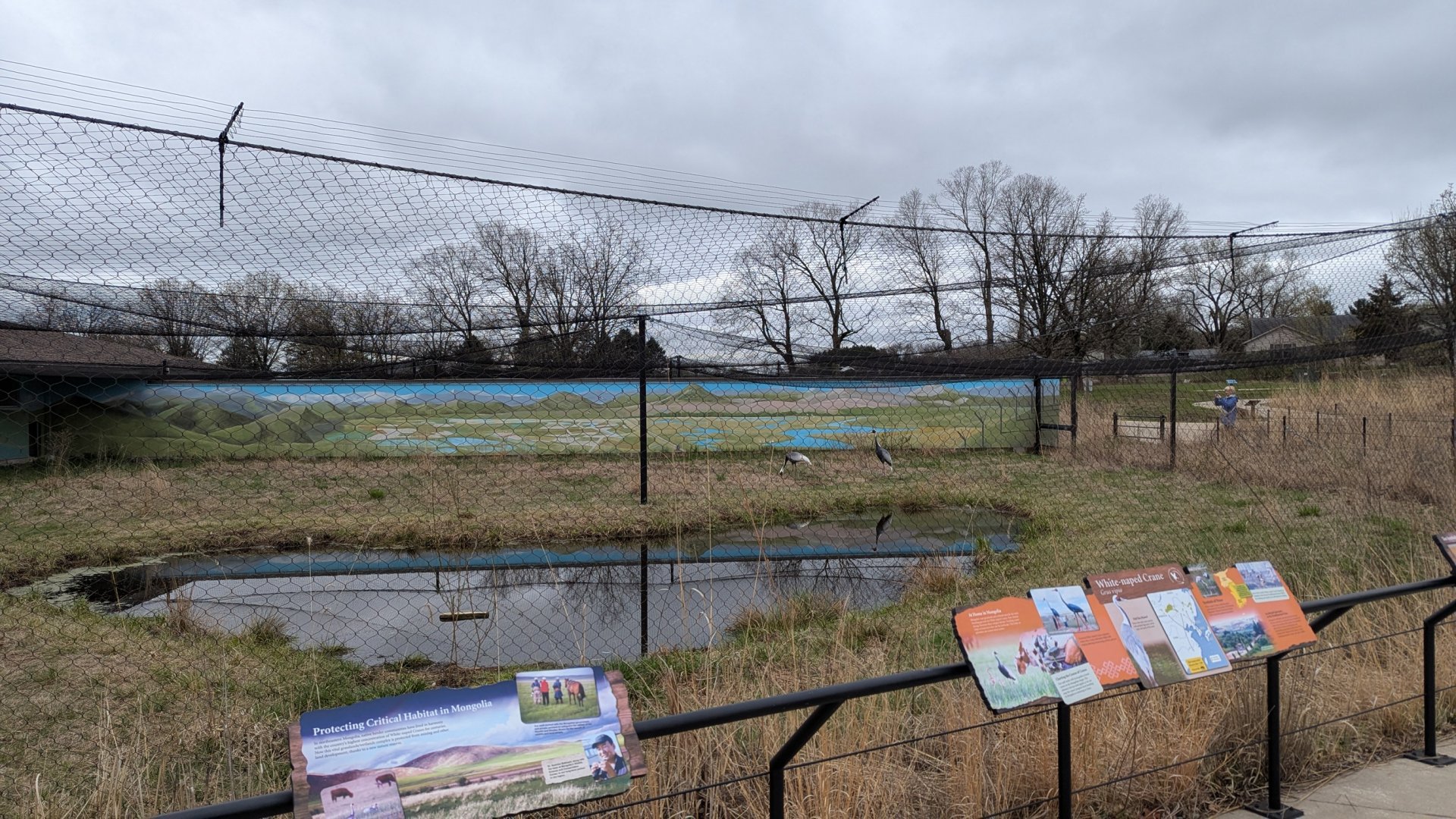 White naped crane exhibit