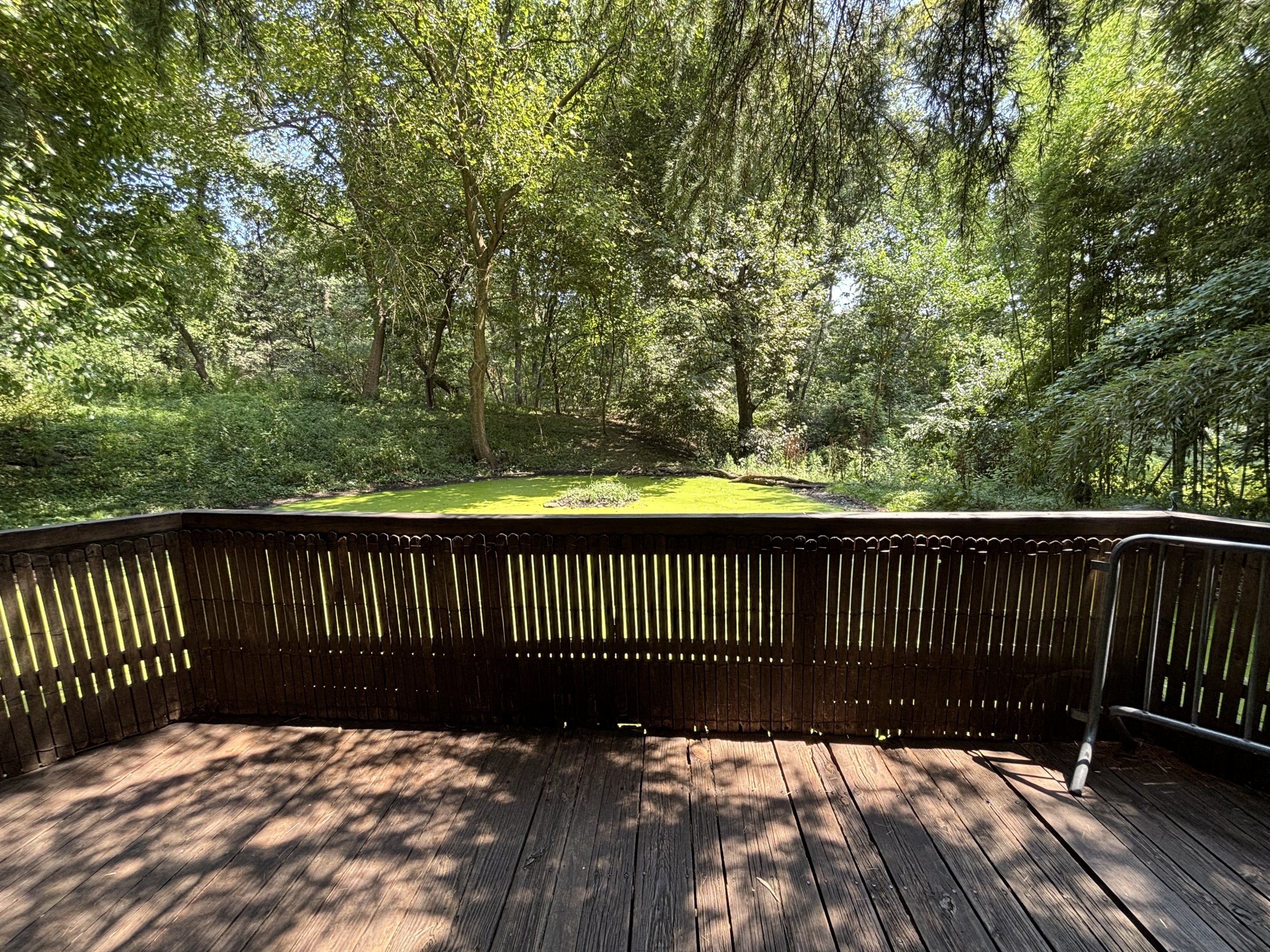 White-naped Crane Exhibit