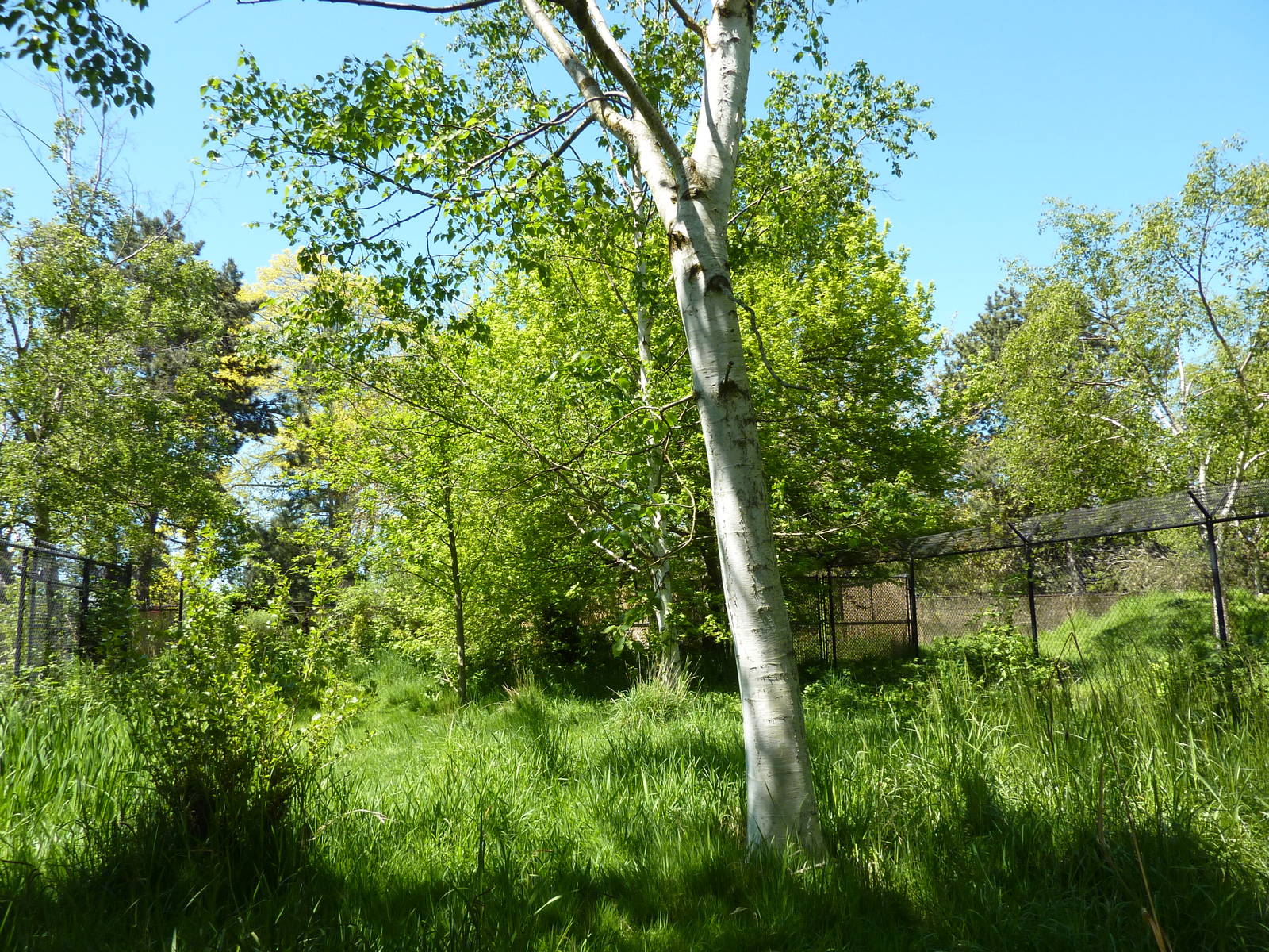 White-Naped Crane Exhibit